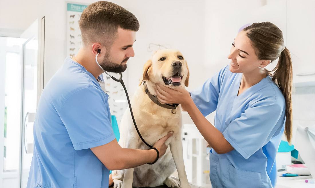 When AQI Spikes Mid-Walk: Rapid Response Guide for Coughing or Eye-Watering Pets in Dubai